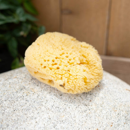 Sea Sponge | Kyte Baby
