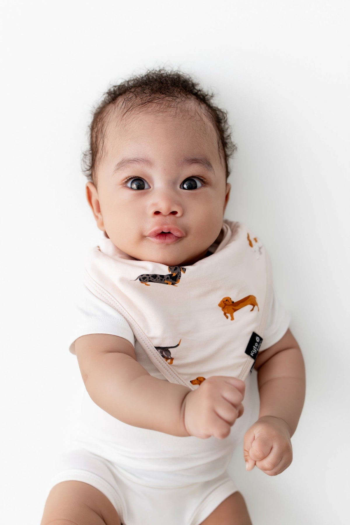 Bib in Dachshund | Kyte Baby